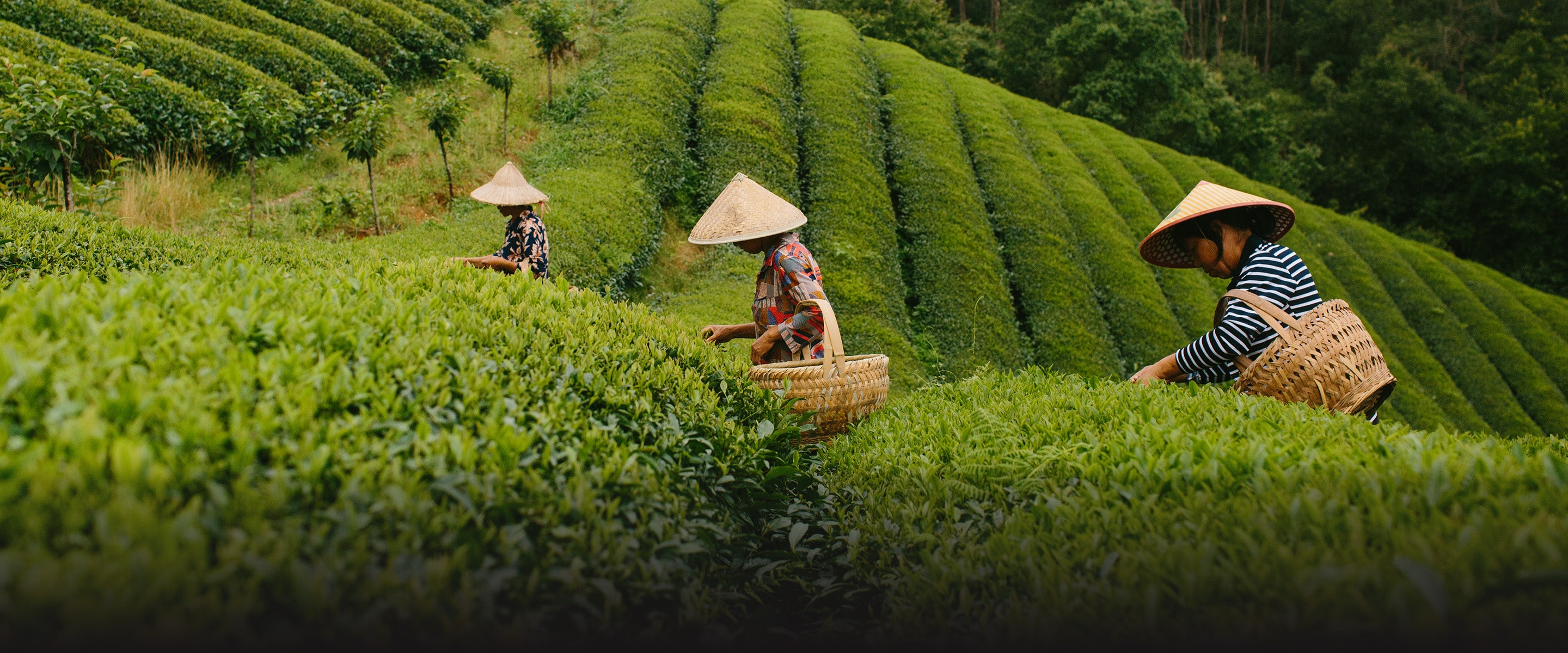 China tea garden workers