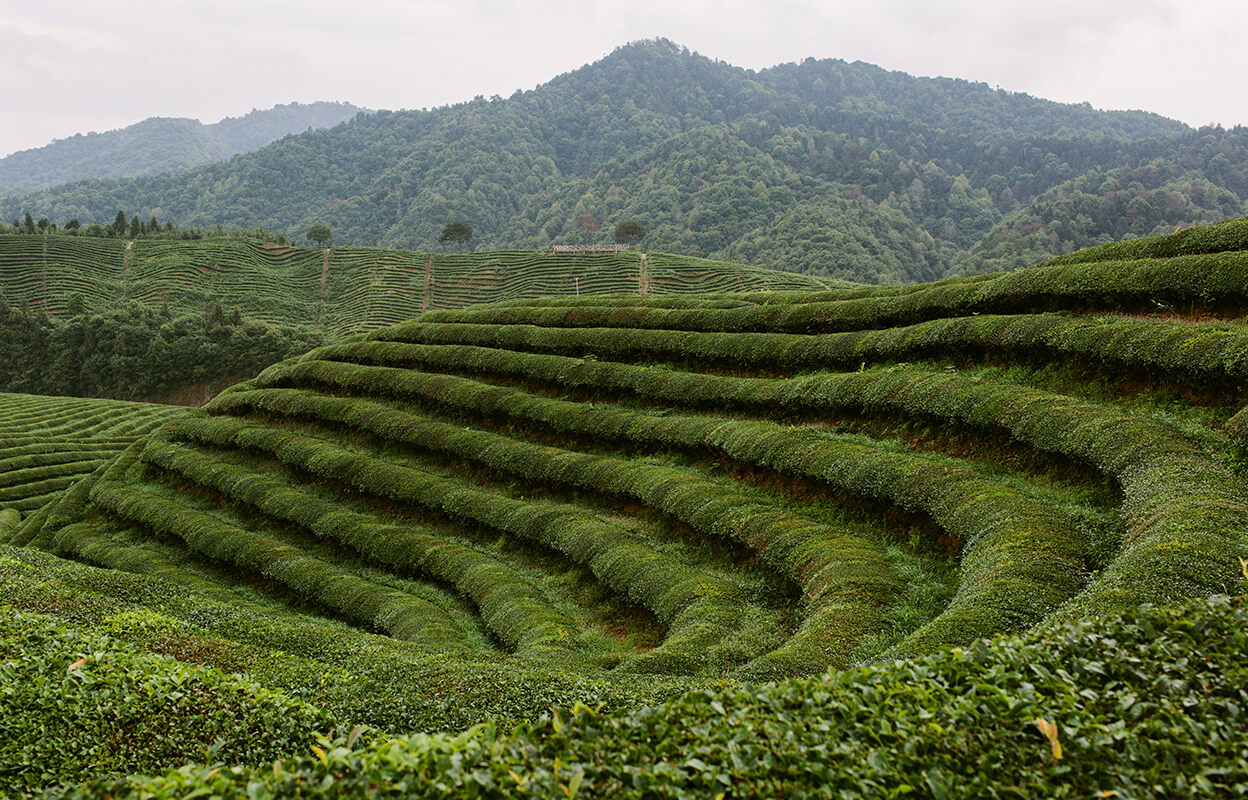 Numi's organic Gunpowder green tea farm in China