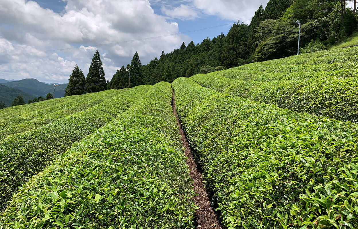 japanese-green-teas-japan-source.jpg