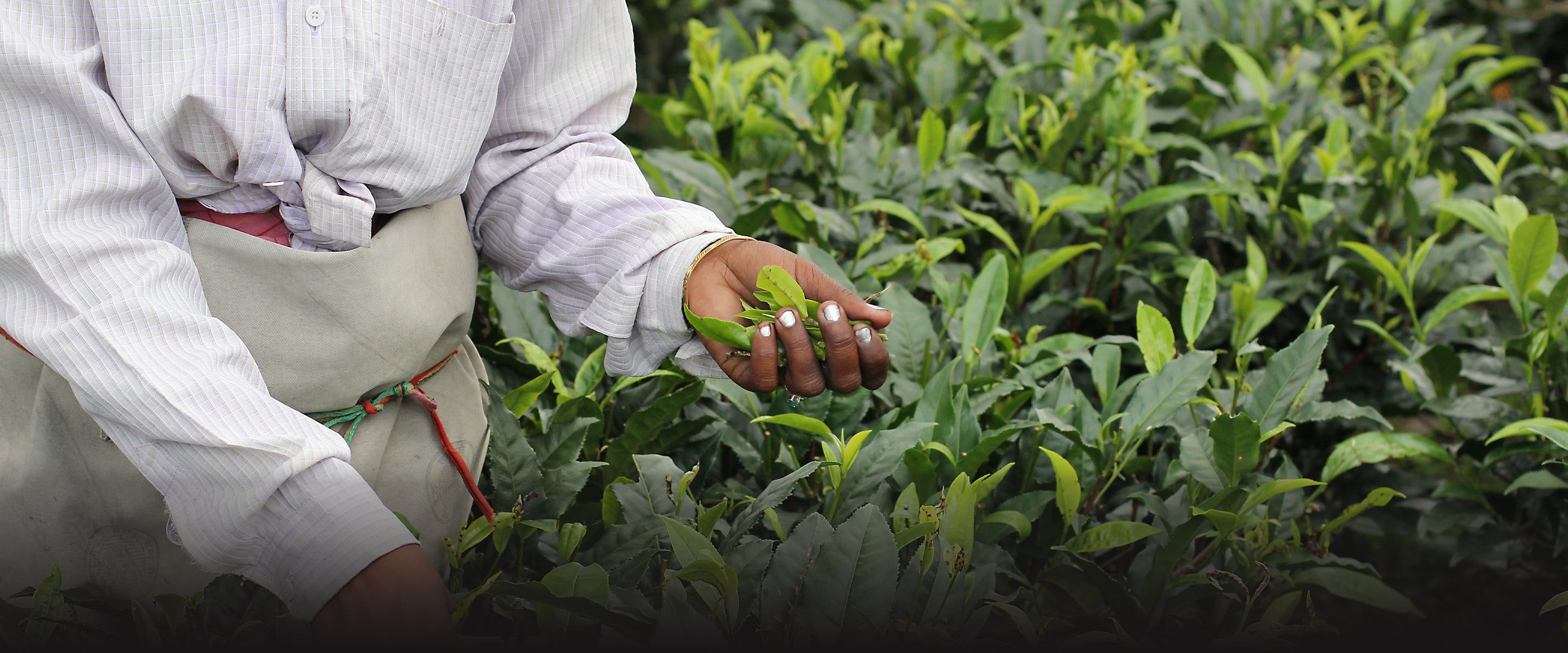 tea picker with fresh tea