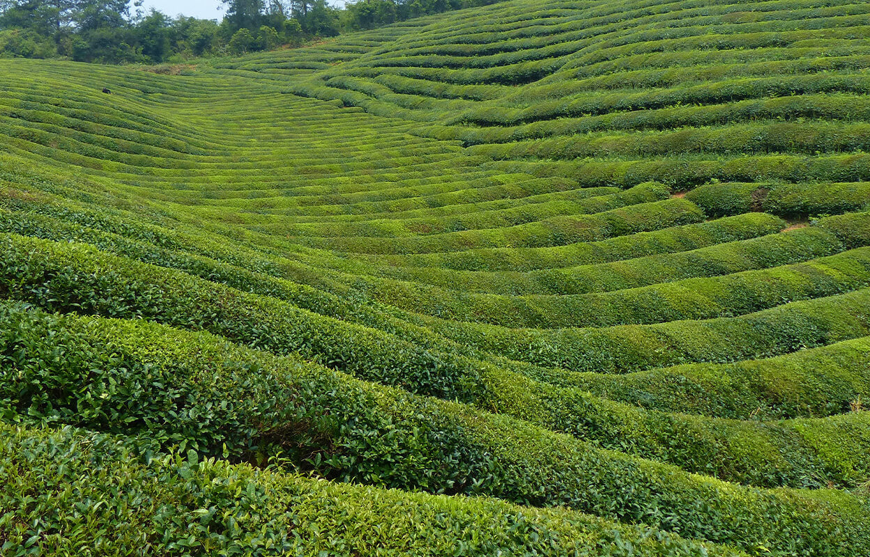 Numi's tea farm in China where we source our white tea