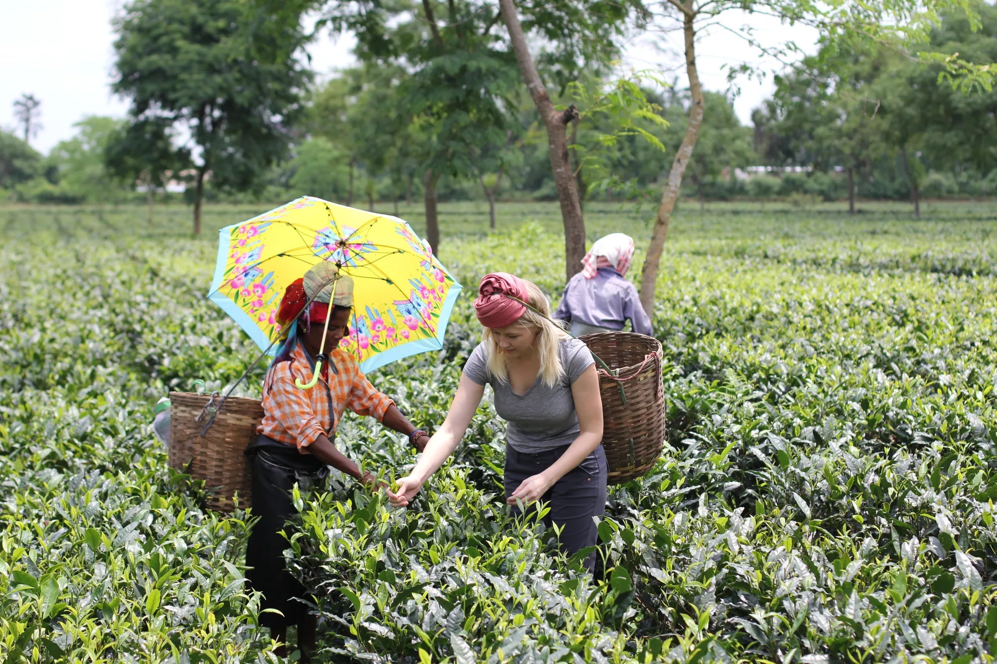 How Tea Saved A Village