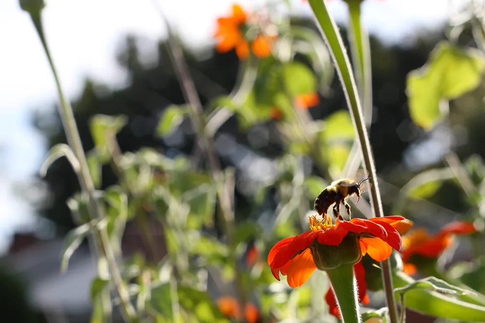4 Lessons We Can Learn From Honey Bees
