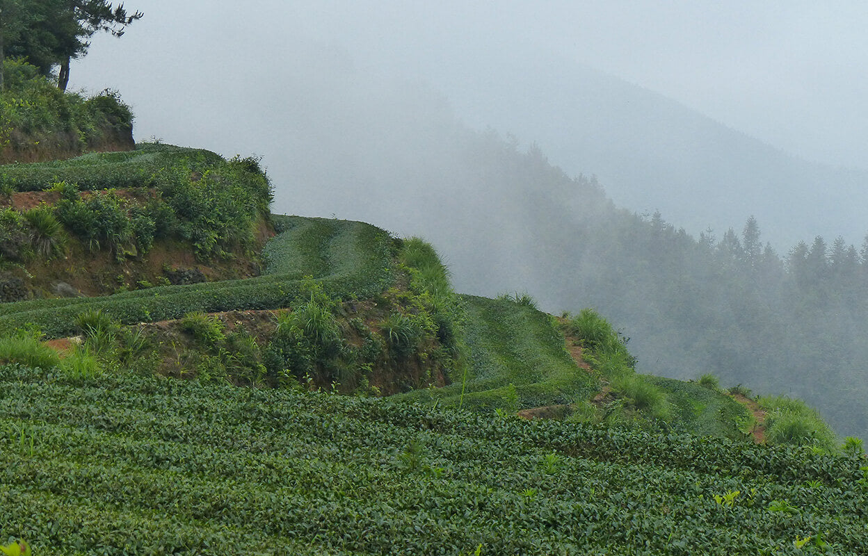 Organic Oolong Tea Farm in the misty mountains of China