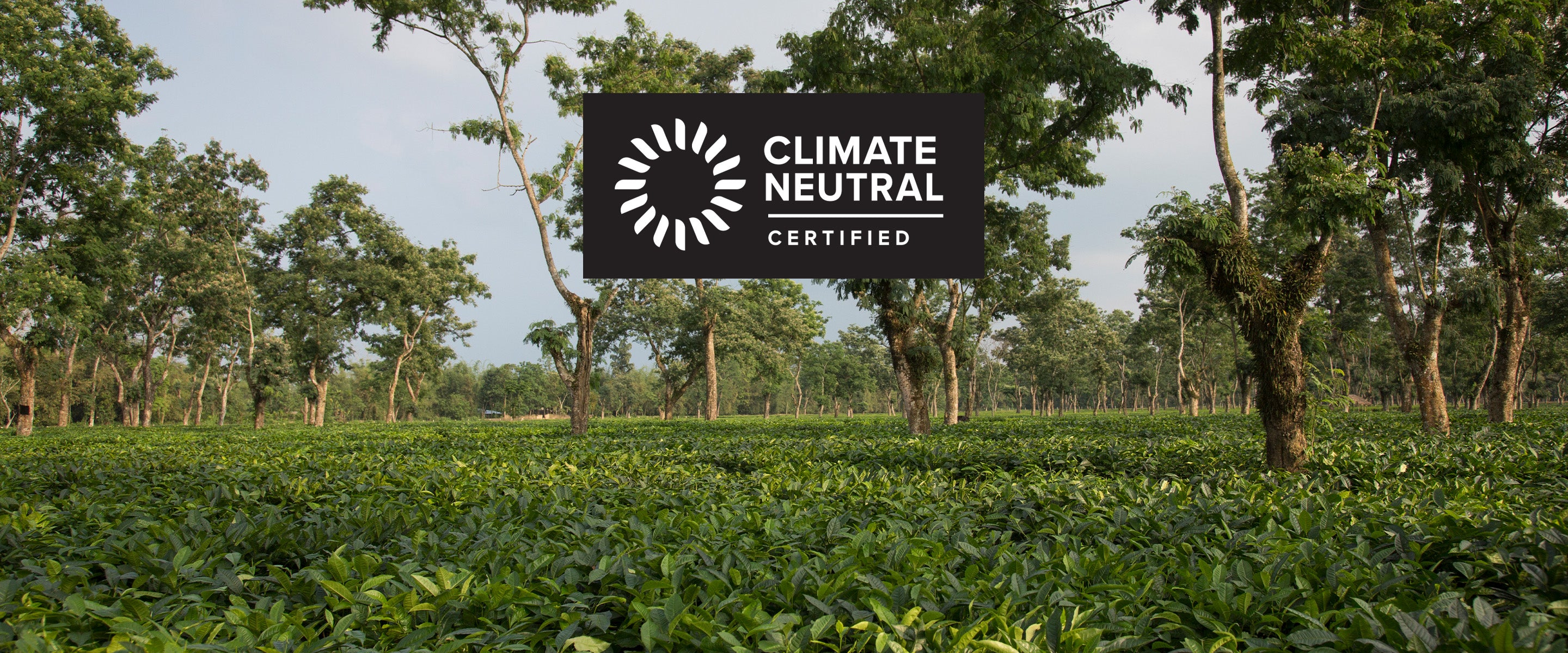 A Tea Estate in India with the Climate Neutral Logo