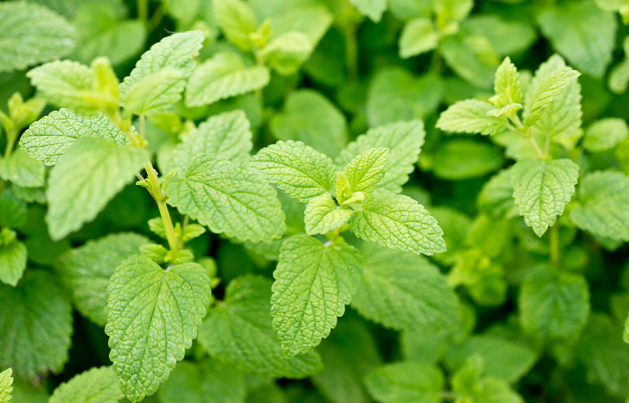 Sourcing-lemon-balm-ingredient.jpg