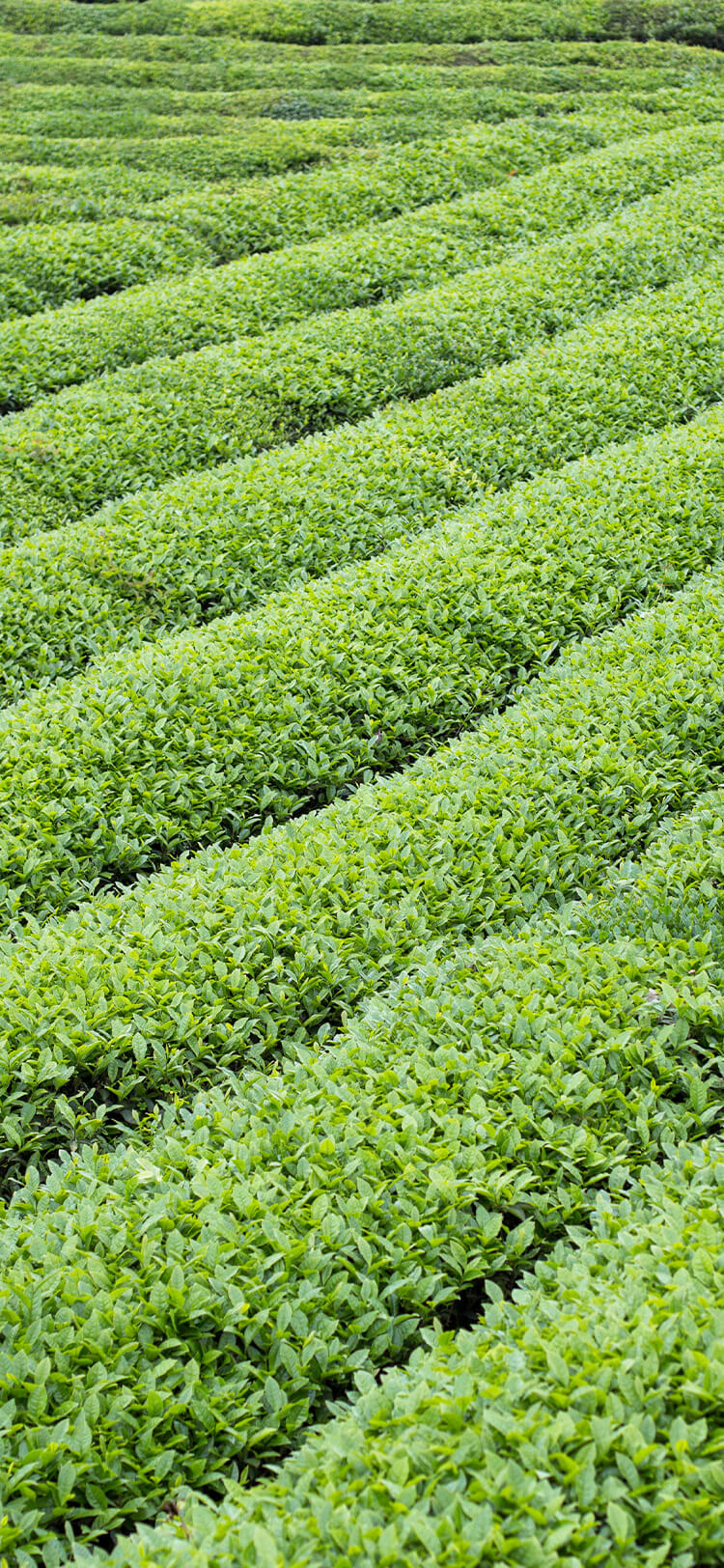 Tea fields in China