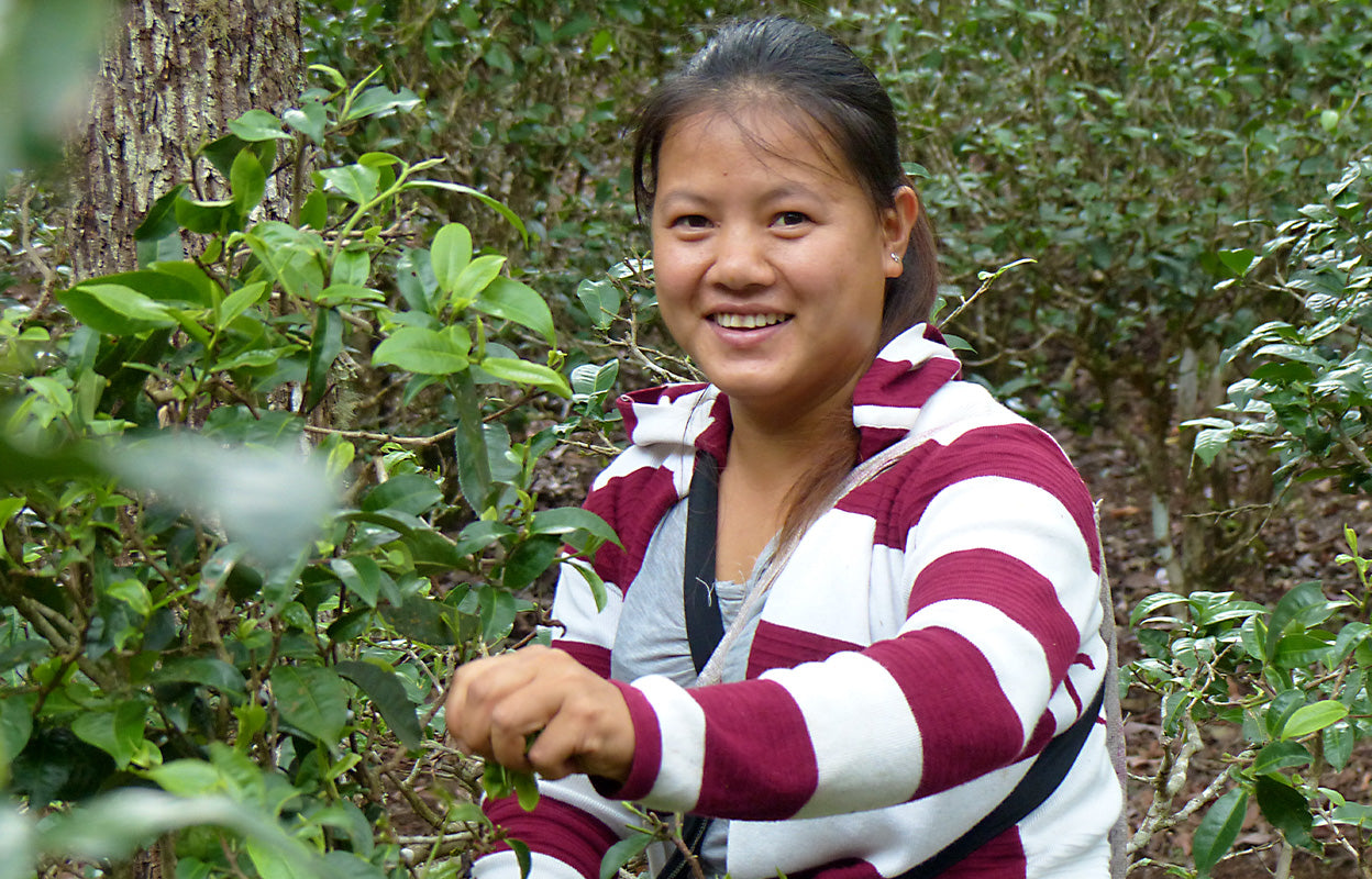 A woman picking tea in china for Numi's Chinese Breakfast Tea