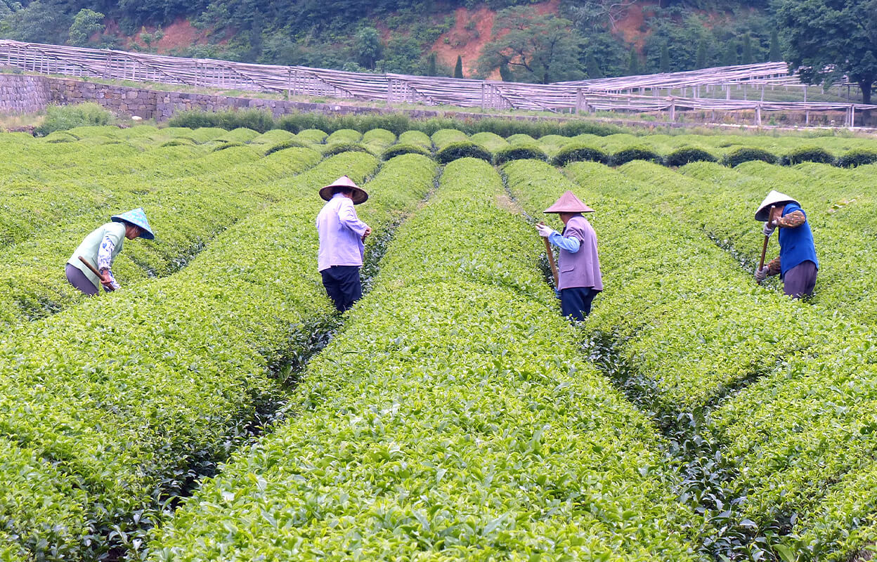 Workers in China work to harvest the green tea in Numi's Matcha Toasted Rice