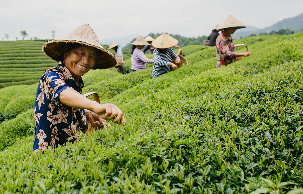 Workers pick tea leaves for Numi's Jasmine Green Tea