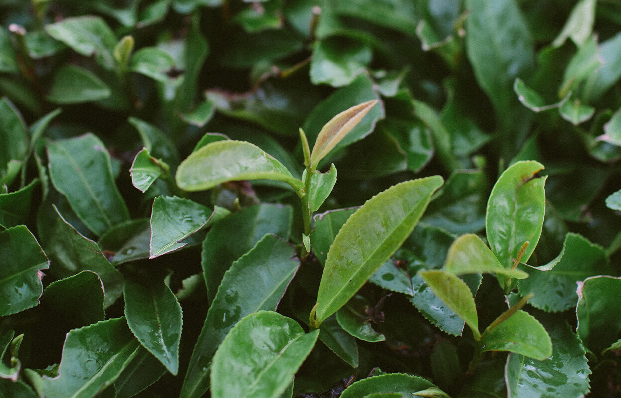 matcha-latte-tea-leaves-blending-process.jpg