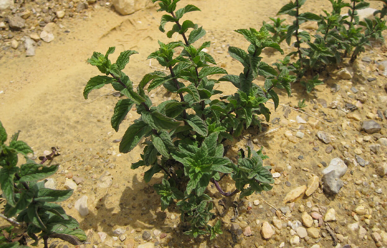 Numi's mint growing on the farm in Egypt