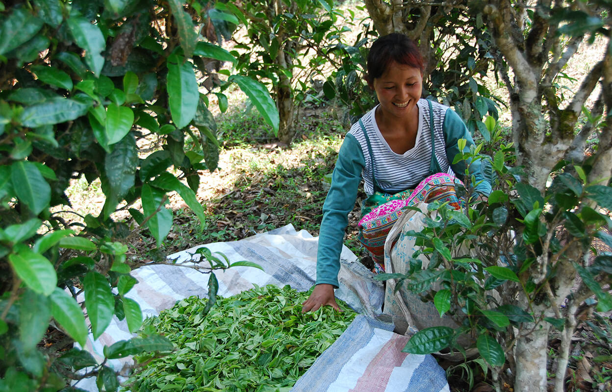 Female tea picker in a Fair Labor tea farm picking puerh tea